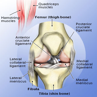 knee
