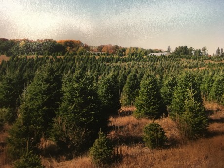 Goldenman Christmas Trees | Holiday Farm | Zimmerman, MN