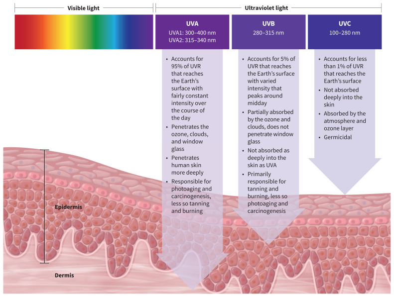 UVA UVB and UVC Rays on Skin