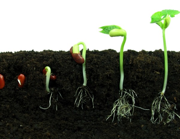 beans-600x465