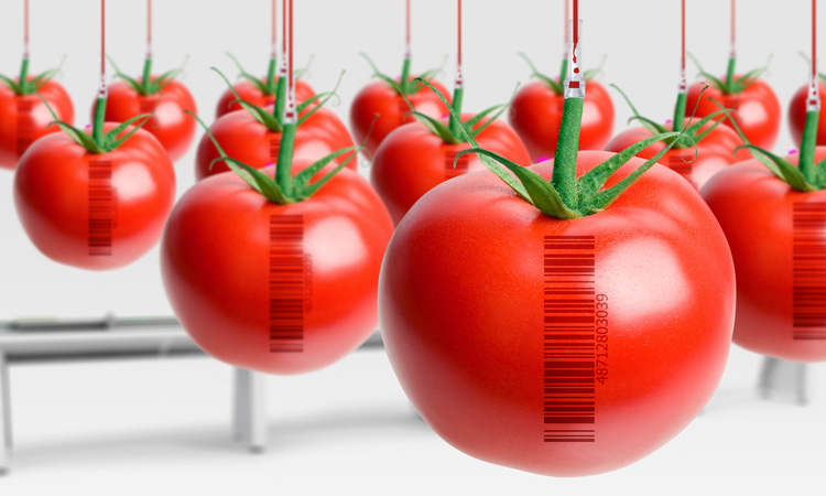 GMO-tomato