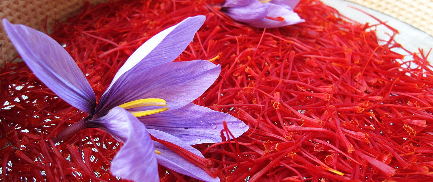 Iranian-Saffron-Tour-2