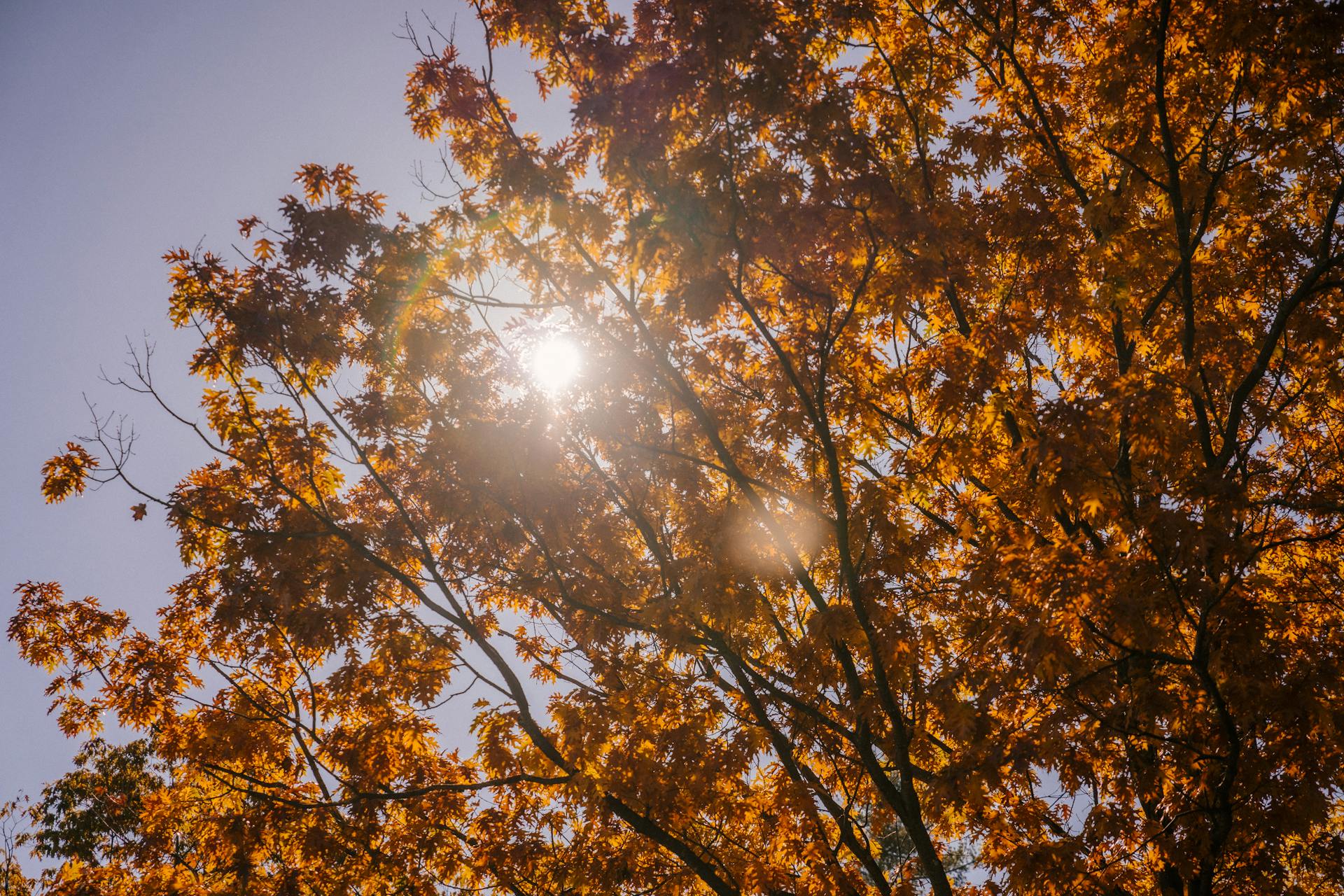 September sunshine tree yellow leaves