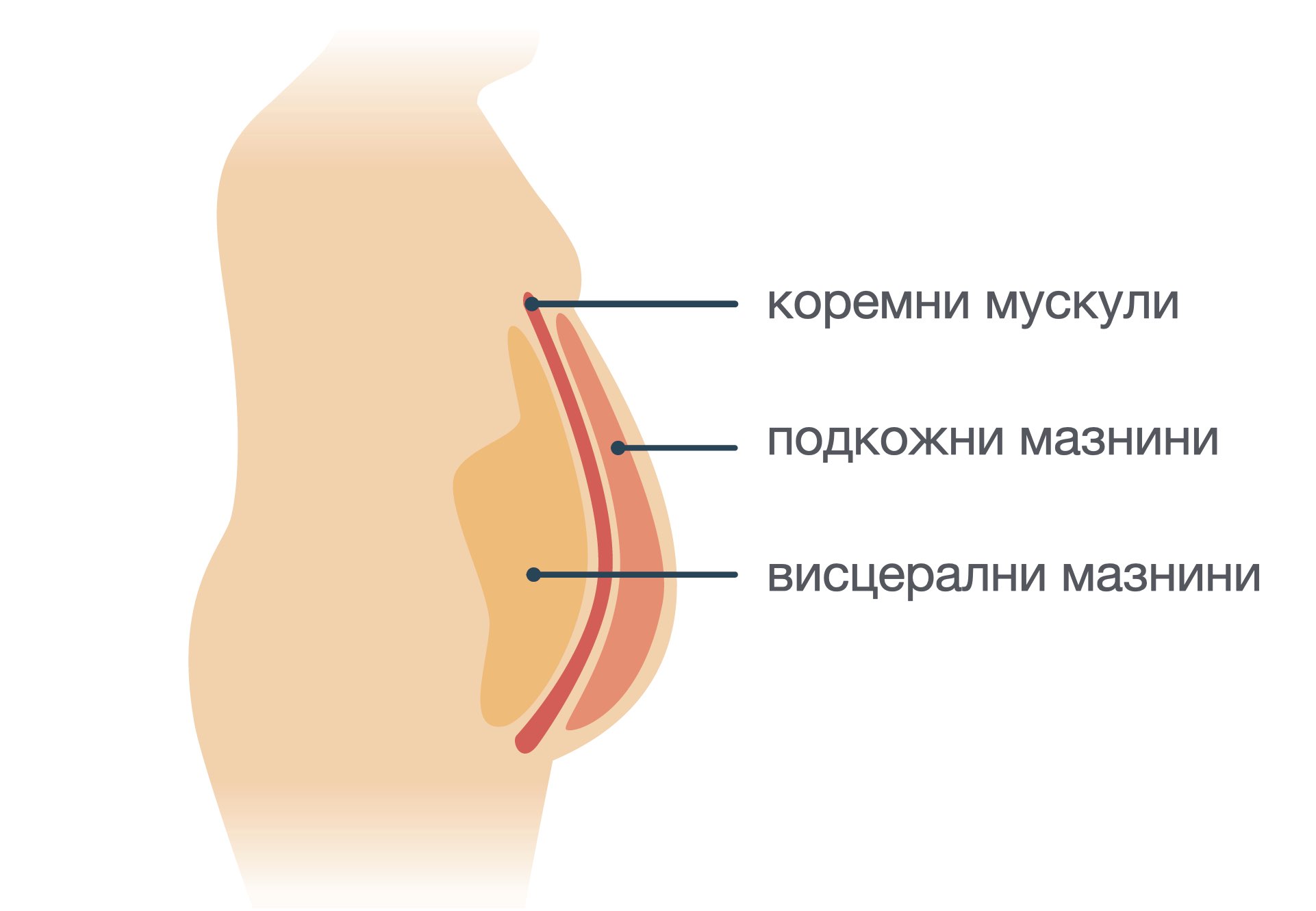 Visceral fats