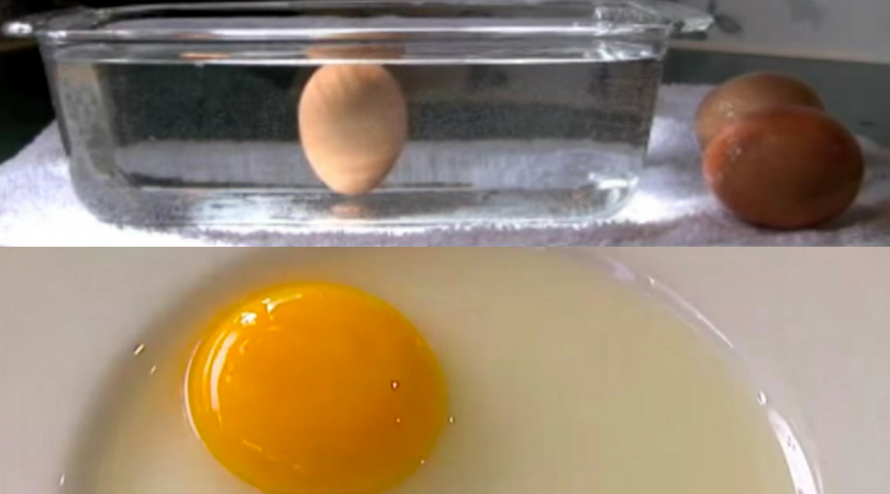 fresh egg (2)