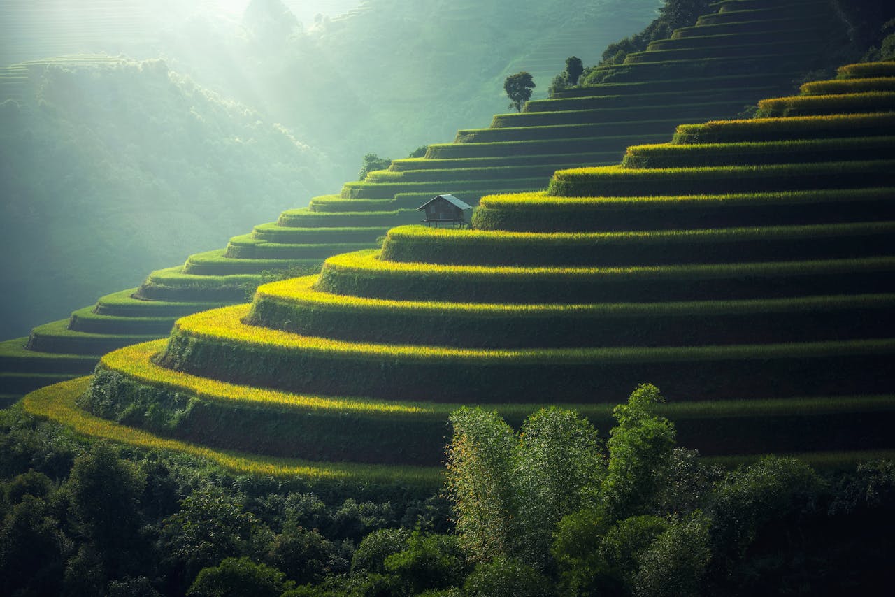 tea terraces