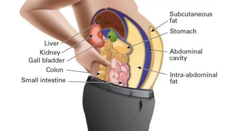 toxins-fat-cells-759x419