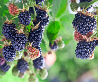 blackberrys_copy1