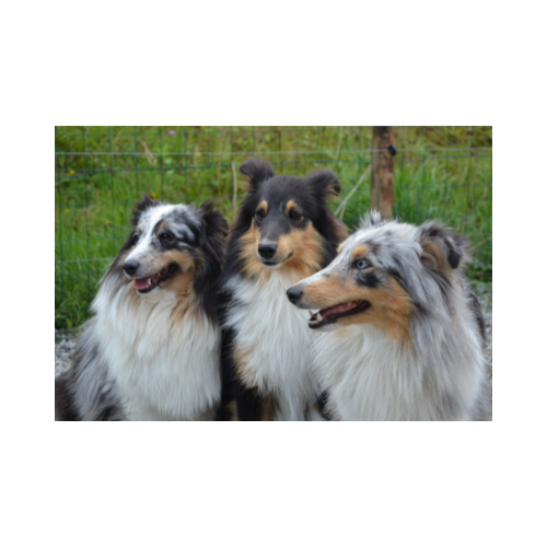 dogs1
