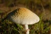 Mushroom
