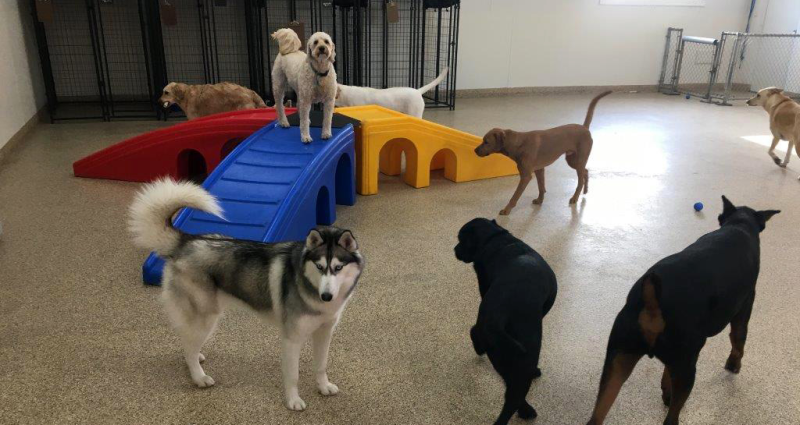 Doggy day care cheap minimum age