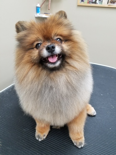 Pomeranian best sale grooming price