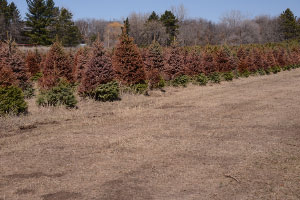 Winter Burn