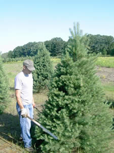 Christmas Tree Farming Throughout the Year