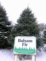 Balsam Fir
