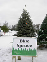 Blue Spruce