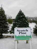 Scotch Pine