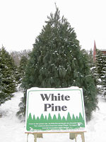White Pine