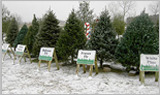 Sample display of available trees.