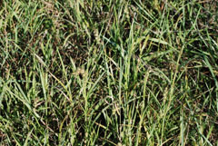 Plants Growing on the Farm