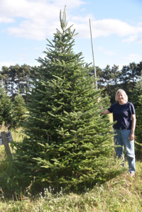 How to Grow and Care for Fraser Fir