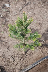 How to Grow and Care for Fraser Fir