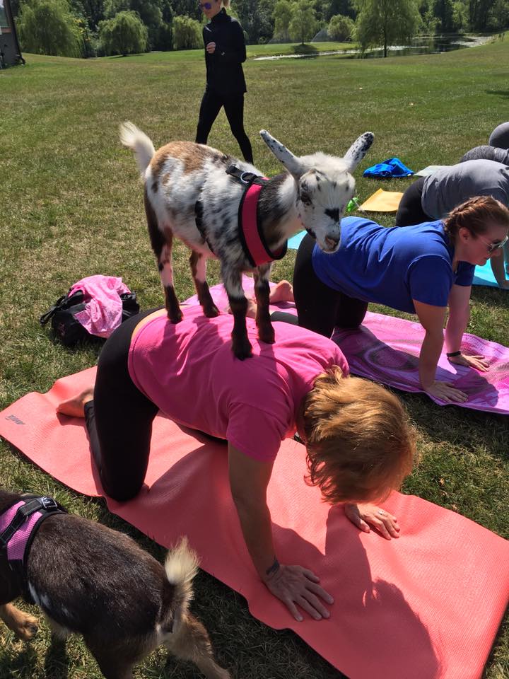 Goat yoga at Release Yoga in Green/Akron, OH
