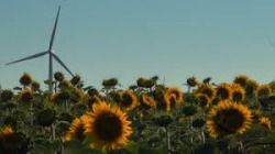 sunflower farm