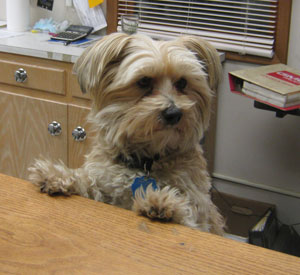 img-staff-scruffy