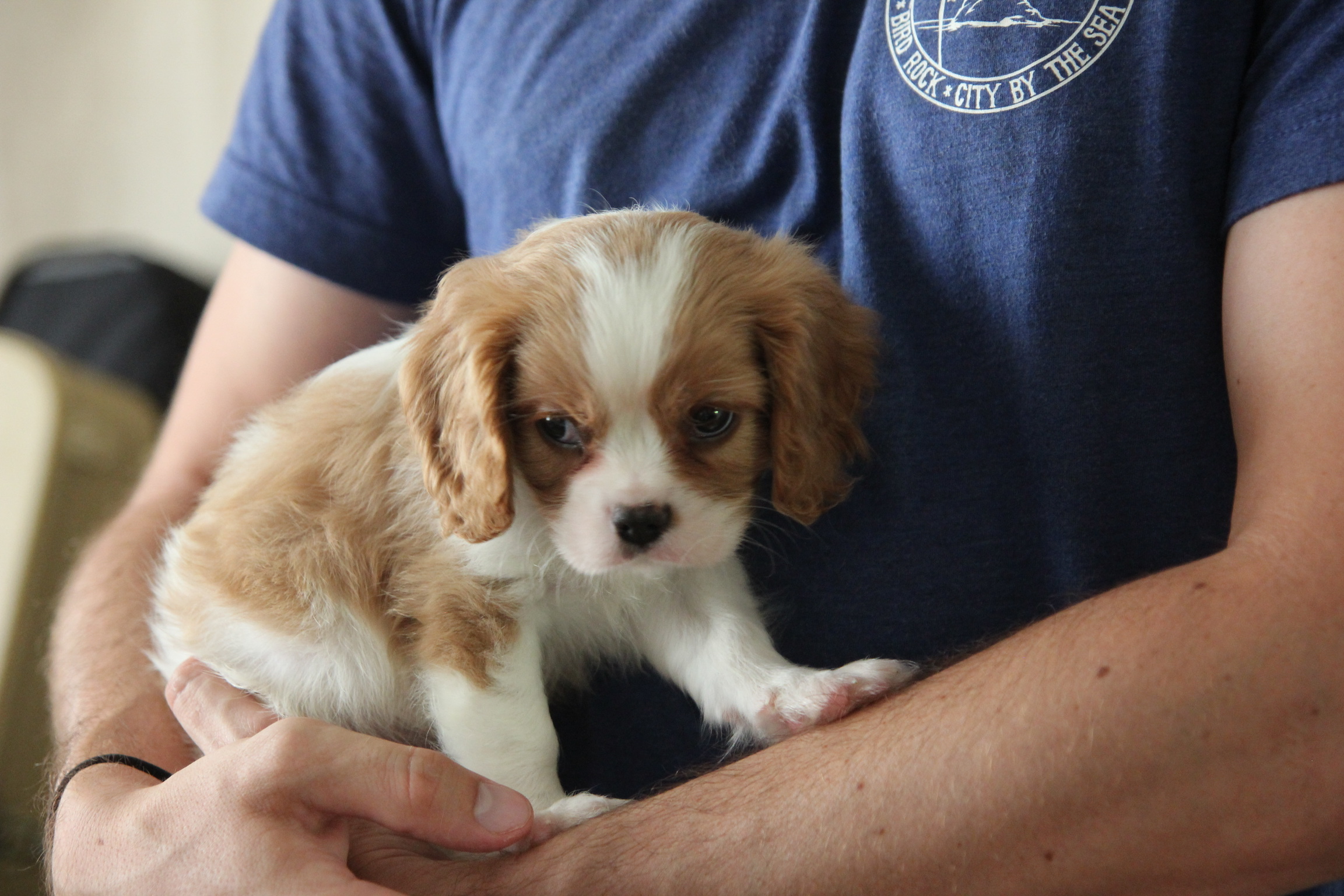 Raja the Puppy
