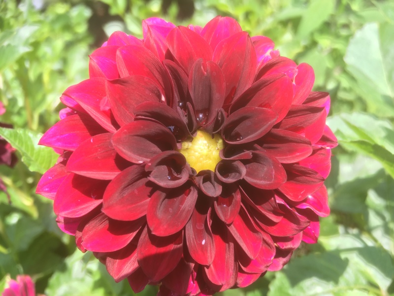 Red Flower