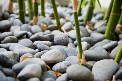 stones_bamboo_1