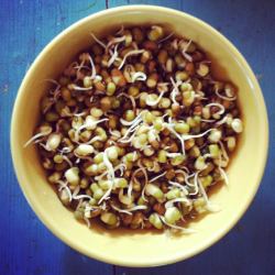 mung beans_copy