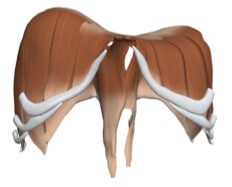 diaphragm