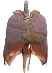 lungs