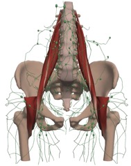 lymphatic-system