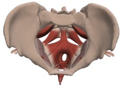 pelvis-floor