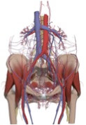 sacral-venous-plexus