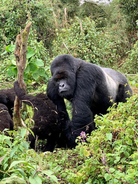 Gorillas