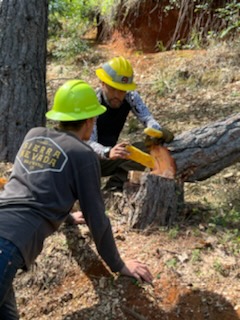 cutting-down-tree