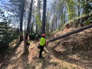 cutting-down-trees