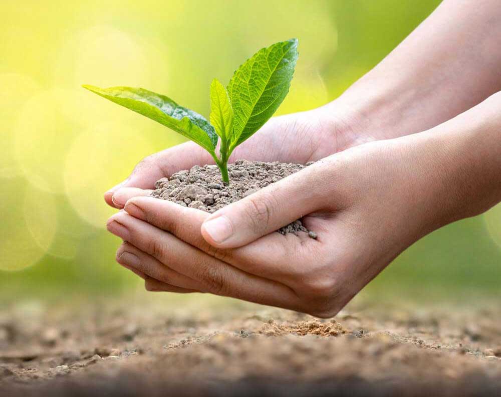 hands holding a young plant in soil