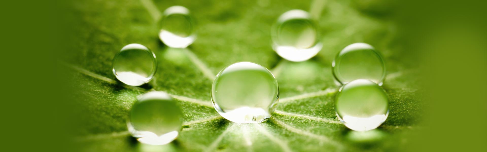 close up of water droplets on a leaf