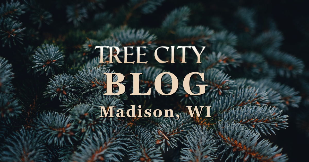 Top 4 Types of Christmas Trees #4: White Pine