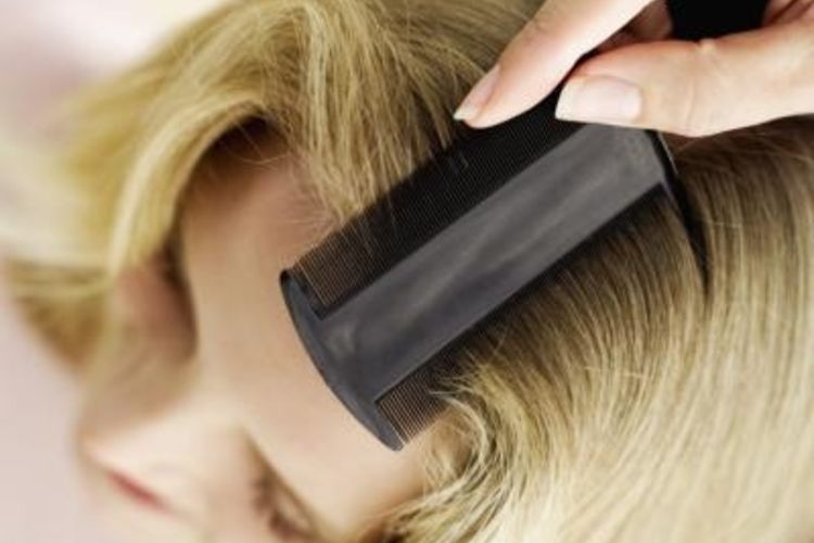 nit comb