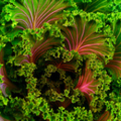 CategoryThumb-LeafyGreens