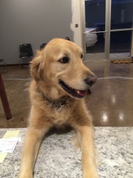 gus