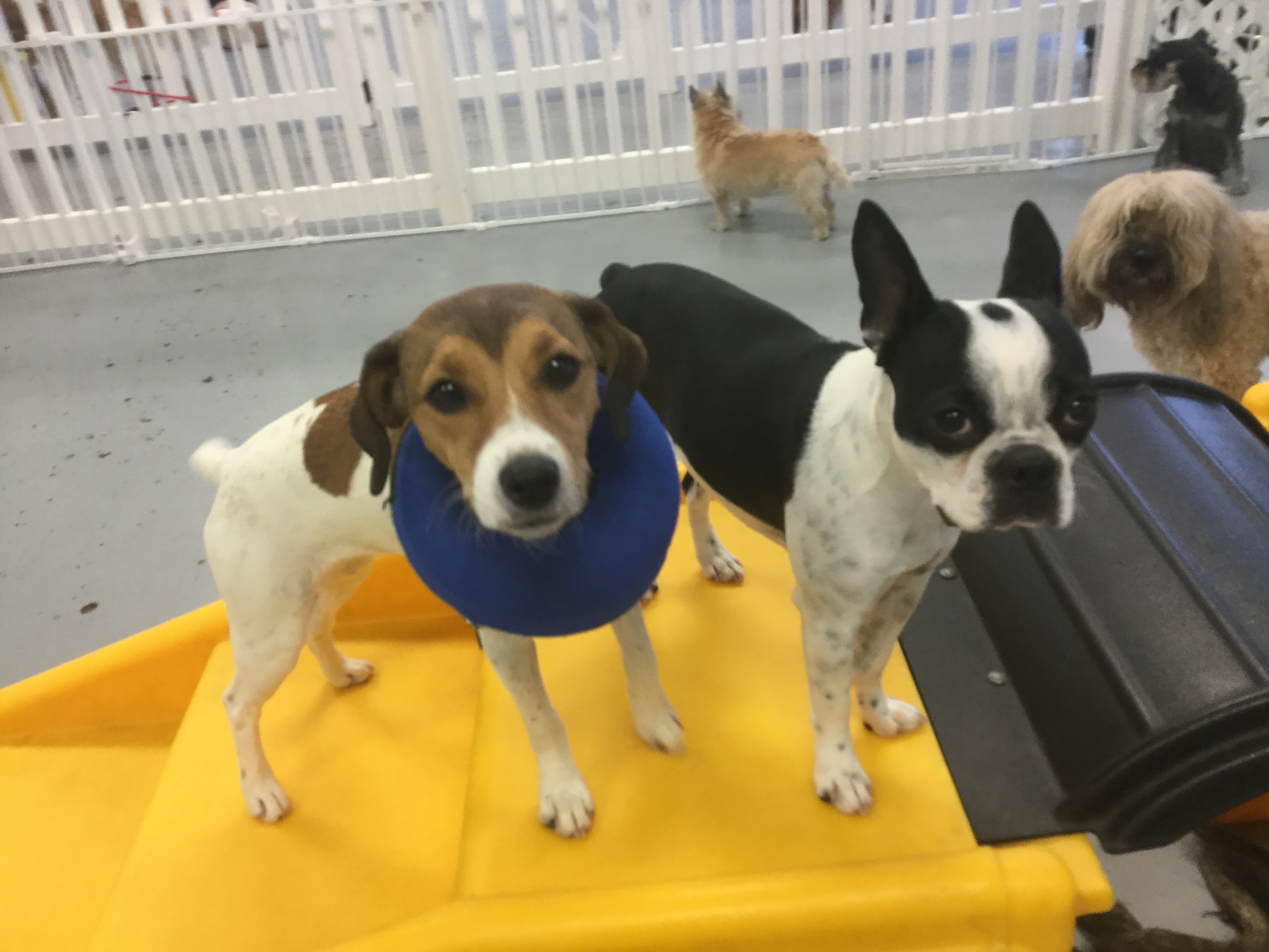 blog photo donut
