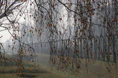 Branches and Barbed Wire