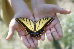 Butterfly Hands